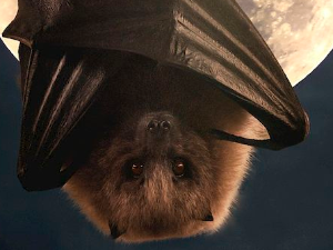 Еко минијатуре: Зоофобија - слепи миш