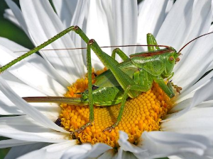 Еко минијатуре: Зоофобија - инсекти као храна