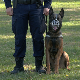 Полицијски пси – специјални агенти на четири ноге