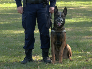 Полицијски пси – специјални агенти на четири ноге