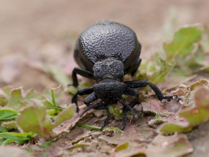 Еко минијатуре: Зоофобија - инсекти