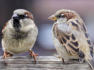 Гласне жице