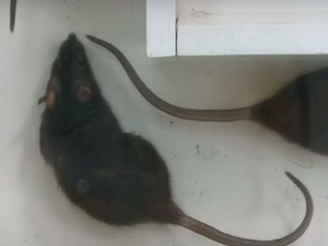 Еко минијатуре: Зоофобија - мусофобија