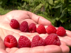 Романипен: Пут малине