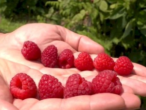 Романипен: Пут малине