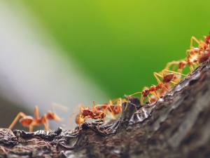 Еко минијатуре: Зоофобија - мрави