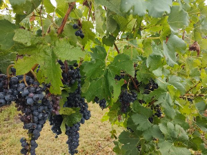 Паноникум: Скривено благо у чаши вина