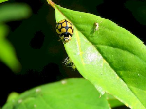 Еко минијатуре: Зоофобија - смрдибубе
