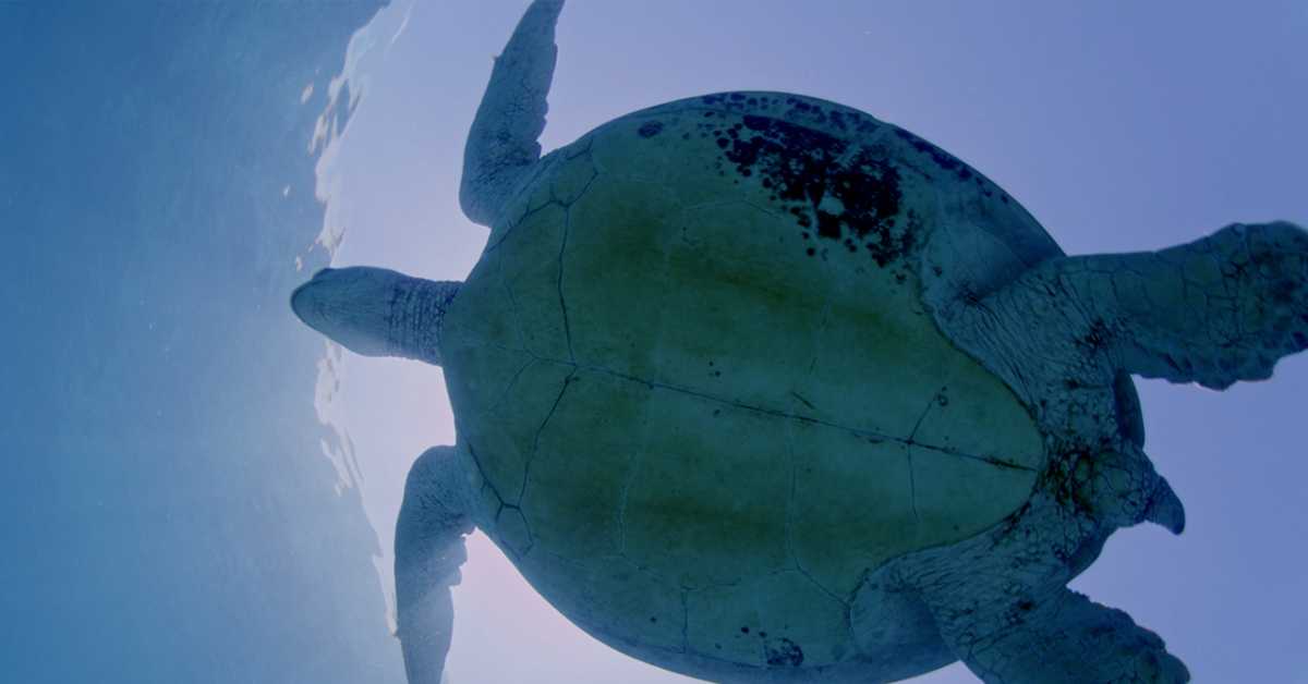  Чувари Великог коралног гребена: Морски џинови, 3. еп.
