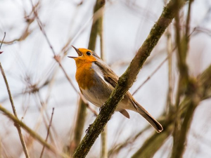 Гласне жице