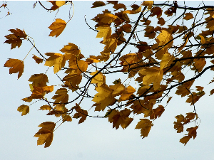 Мало топлији дан пред нама, јака кошава у Банату