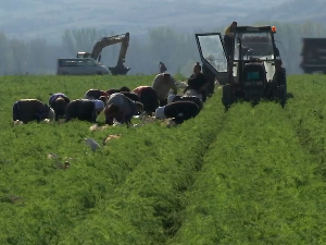 Зашто Србија увози рано поврће, рачунице и калкулације