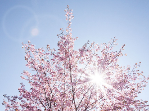 Стиже пролеће – данас сунчано и топло, на северу и западу могућа киша