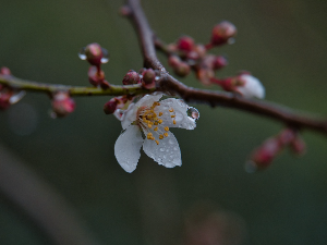 Зими није крај – пад температуре и киша, на планинама снег