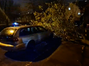 Олуја оборила дрво на Новом Београду