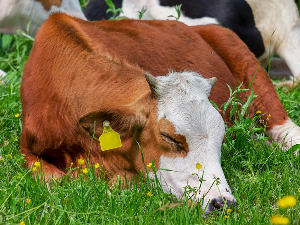 Зашто једна енглеска крава - глуми да спава