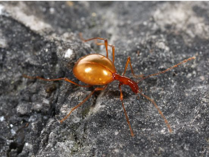 Словенци направили двометарску макету првог описаног пећинског инсекта на свету