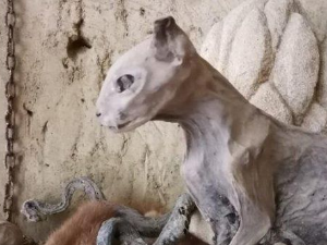 Еко минијатуре: Подземне тајне - Петроварадин