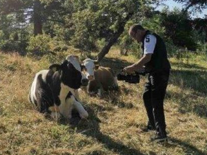 Еко перспективе: Чудновата судбина кравице Славице