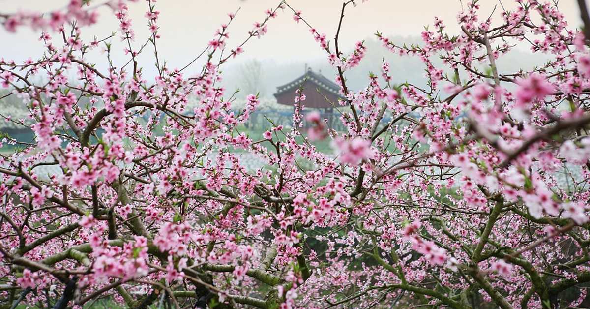 Ханами - уживање у лепоти трешњиног цвета