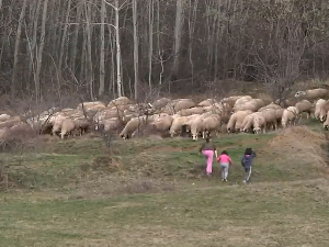 Може ли српски домаћин да препише холандски модел – зарађују чак 37.000 евра по хектару