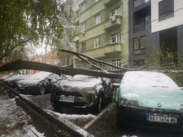 Стабла пала на паркиране аутомобиле у Скендербеговој улици
