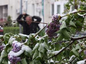 Сн(иј)ег паде на бехар, на воће – стање се нормализује, и данас хладно и ветровито