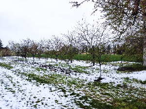 Временске непогоде умањиле род воћа
