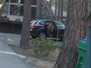 Како се ослободити медведа који вам је засео у аутомобил