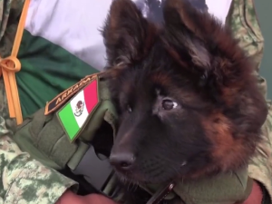 Турска поклонила Мексику штене немачког овчара у част храбрости Протеа, пса спасиоца 