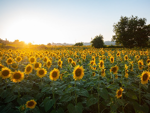 Још један сунчан дан, температура и до 32 степена