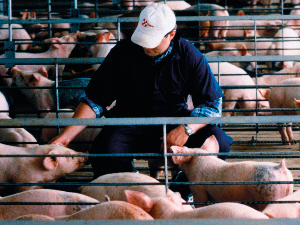 Афричка куга свиња и у Србији – болест која прети економијама широм Европе