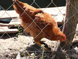 Паноникум: Дворишно царство