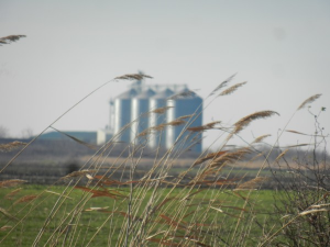 Пуни силоси, слаб извоз – где и како ћемо чувати нову пшеницу