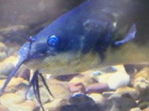 Еко перспективе: Експеримент цверглан 