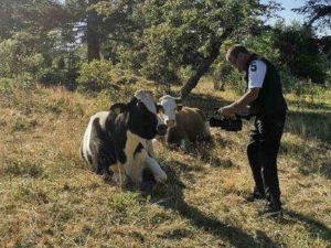 Еко перспективе: Чудновата судбина кравице Славице