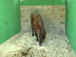 Коњ Моро, који је пронађен везан за ограду, збринут у Нишу – ко ће сносити одговорност за злостављање