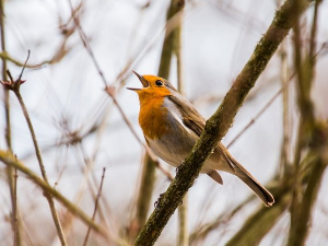 Гласне жице 