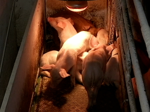 Против афричке куге свиња не постоји специфична терапија, како изгледају симптоми   