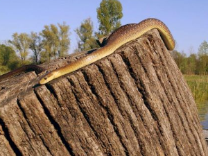 Приче из природе: Смук