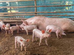 Афричка куга свиња до сада потврђена у 32 општине у Србији