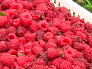 Без договора о откупној цени малине