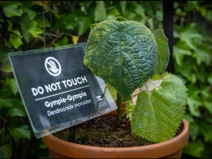 Најотровнија биљка гимпи-гимпи закључана у Ботаничкој башти Алнвик 