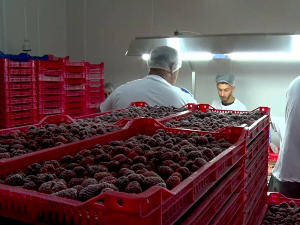 Шарене цене малине, произвођачи тврде да су у Титанику и траже спас