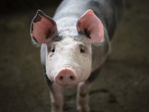 Појачане мере надзора и контроле увоза свињског меса, апел грађанима да користе само декларисане производе