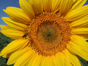 Паноникум: Пчеле чувари хране