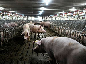 Скупштински одбор препоручио мере појачане контроле подручја захваћених свињском кугом