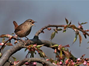Гласне жице