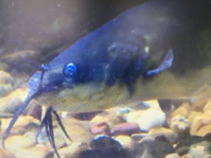 Еко перспективе: Експеримент цверглан