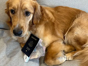 Недељу дана пред венчање из снова у Италији младожењи ретривер појео пасош